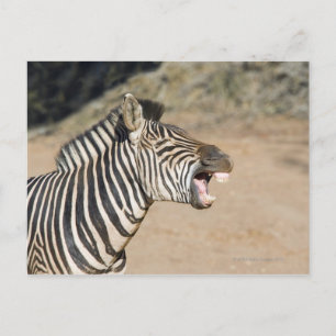 Mkuze Game Reserve, provinsen Kwa-Zulu Natal. Vykort