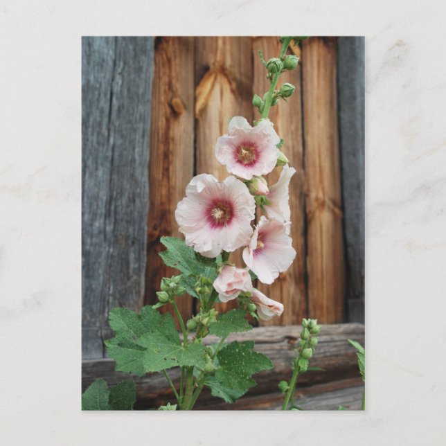 mlegera vykort (Framsida)