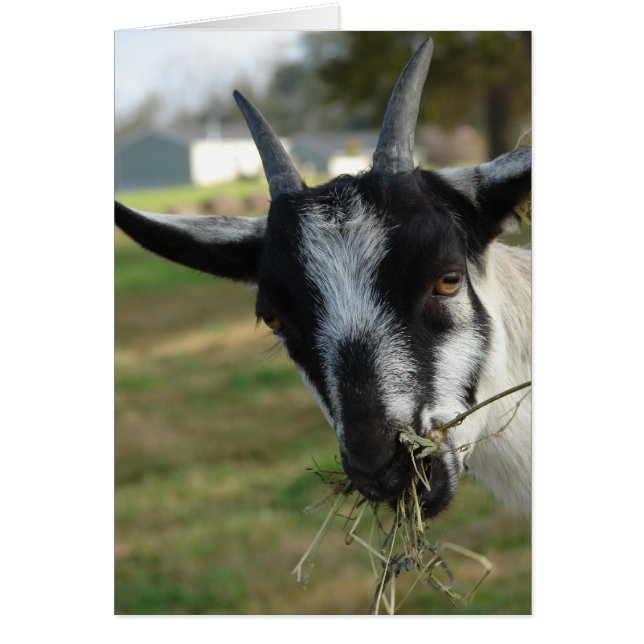 Mmmm.. Hay Hälsningskort (Framsidan)
