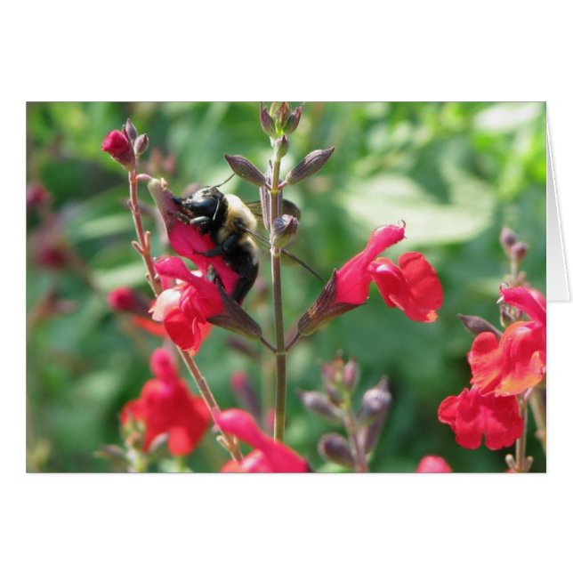 MMmm, pollen Hälsningskort (Framsidan Horizontal)