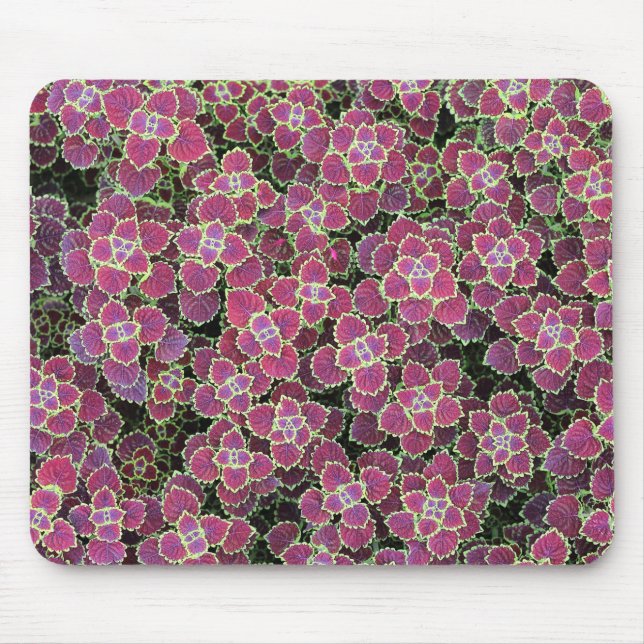 mobil musmatta (Framsidan)