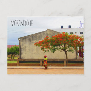 Moçambique flame träd vykort