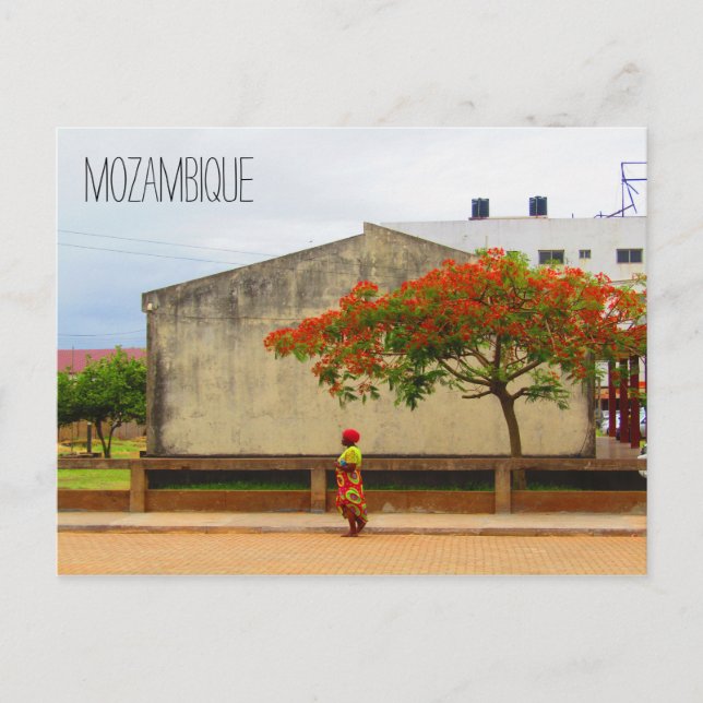 Moçambique flame träd vykort (Framsida)