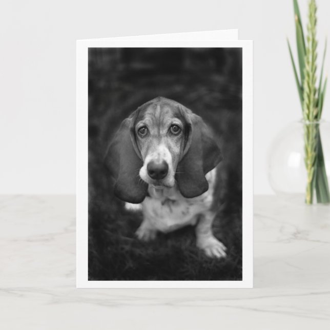 mocca the basset kort (Framsida)