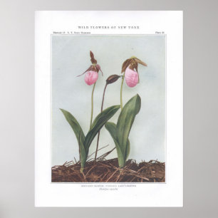 Moccasinblomma; Stemless Dam-Häftklammermatare Poster