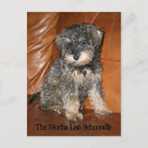 Mocha Lisa Schnoodle Vykort
