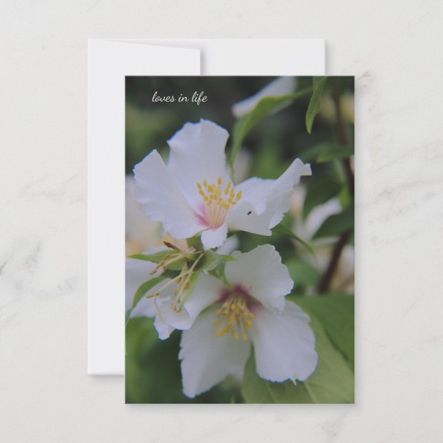 Mock Orange Flower Anteckningskort (Framsida)