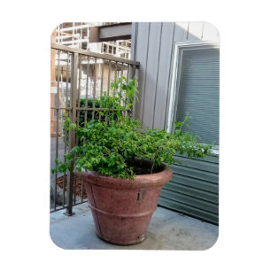 Mock Orange Magnet