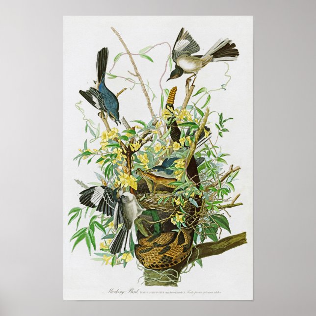 Mocking Bird John James Audubon Birds of America Poster (Framsidan)