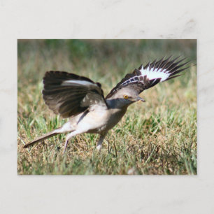 Mocking Bird Photo Postcard Vykort