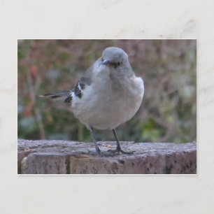 Mocking Bird Vykort