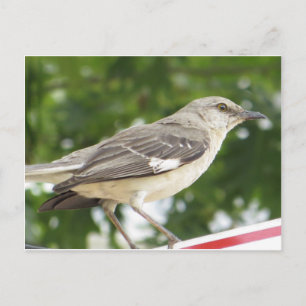 Mocking Bird Vykort