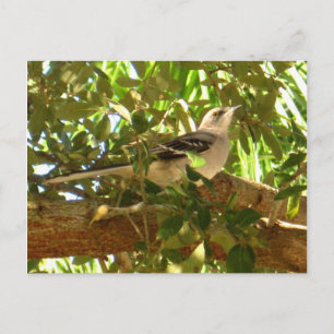 Mocking Bird Vykort