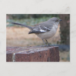 Mocking Bird Vykort