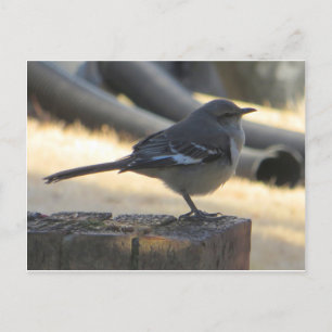 Mocking Bird Vykort