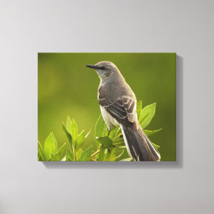 Mockingbird Bird Älskare Gifts Canvastryck