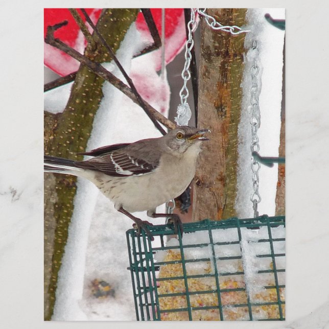 Mockingbird Brevhuvud (Framsida)