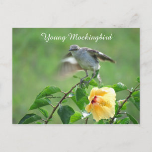 Mockingbird Hibiscus vykort