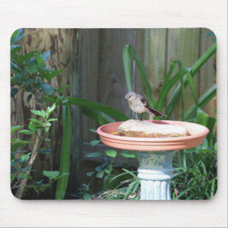 Mockingbird i Birdbadet Musmatta