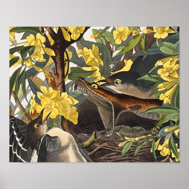 Mockingbird, John James Audubon Poster (Framsidan)
