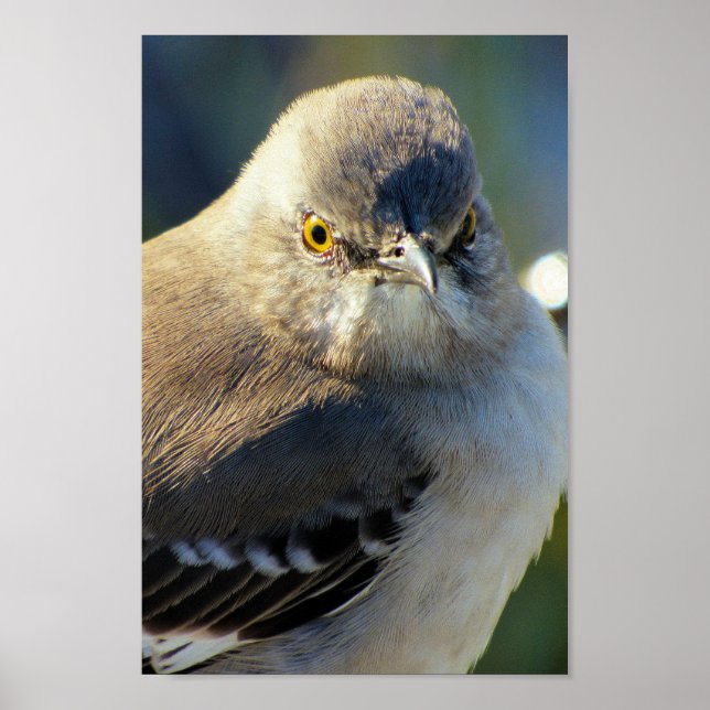 Mockingbird Krona Poster (Framsidan)