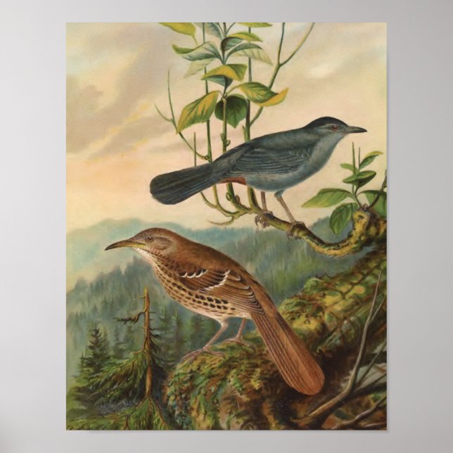 Mockingbird och Brown Thrasher Poster (Framsidan)