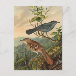 Mockingbird och Brown Thrasher Vykort