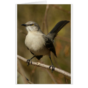 Mockingbird Ornithology Hälsningskort