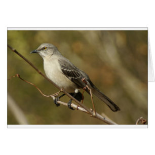 Mockingbird Ornithology Hälsningskort