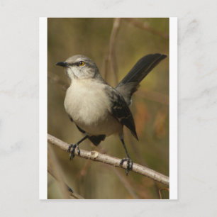 Mockingbird Ornithology Vykort