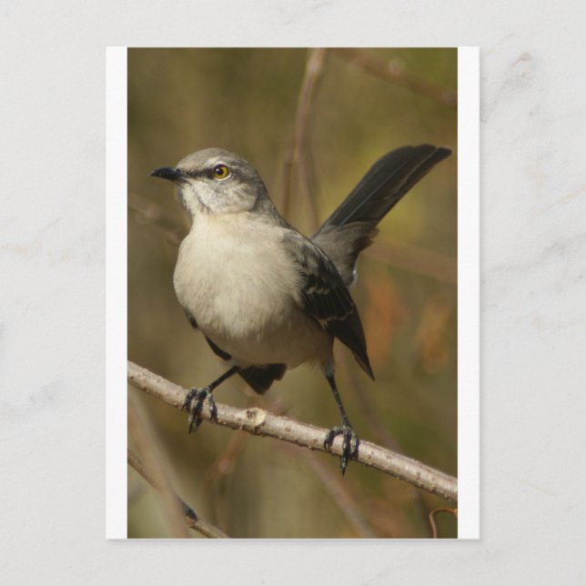 Mockingbird Ornithology Vykort (Framsida)