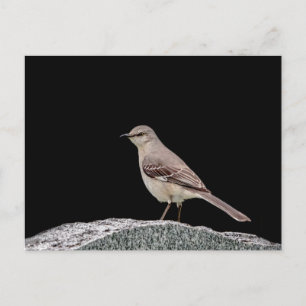 Mockingbird på gravsten vykort