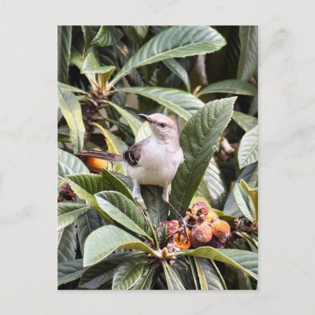 Mockingbird Photo Postcard Vykort (Framsida)