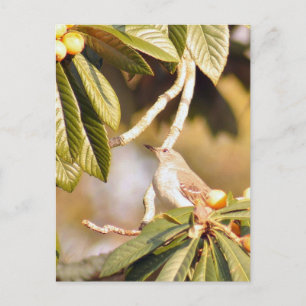 Mockingbird Photo Postcard Vykort