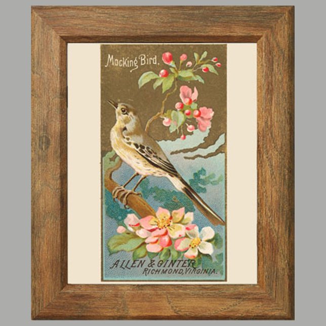 Mockingbird, uppsättning 8 (5 av 8) fågelgallerivä poster (Skapare uppladdad)