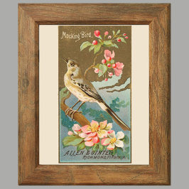 Mockingbird, uppsättning 8 (5 av 8) fågelgallerivä poster