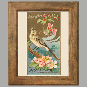 Mockingbird, uppsättning 8 (5 av 8) fågelgallerivä poster