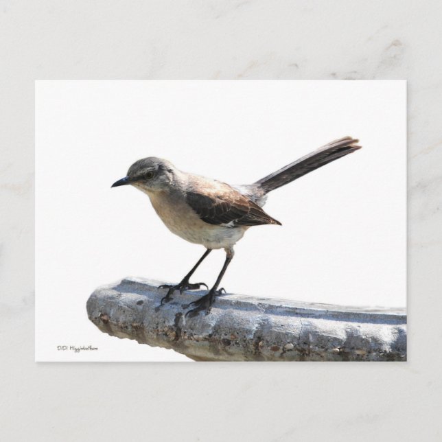 Mockingbird Vykort (Framsida)