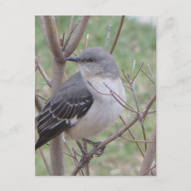 Mockingbird Vykort (Framsida)