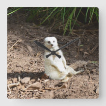 Modell i Vilden: White Meerkat Posing for Camera