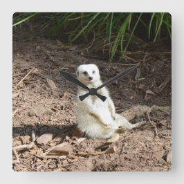 Modell i Vilden: White Meerkat Posing for Camera Fyrkantig Klocka