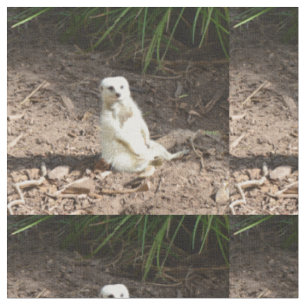 Modell i Vilden: White Meerkat Posing for Camera Tyg