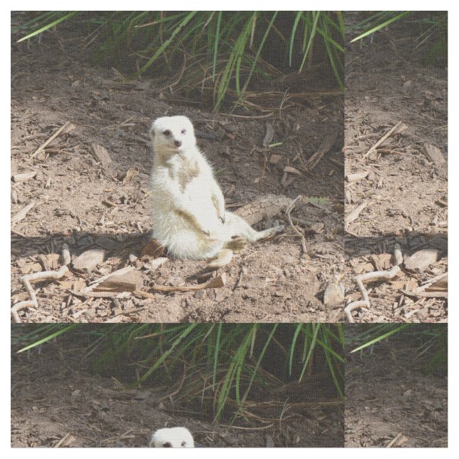 Modell i Vilden: White Meerkat Posing for Camera Tyg (Närbild)