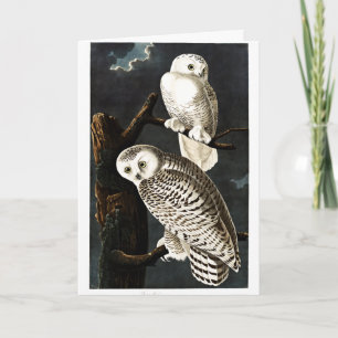Modellen Snowy Uggla av Audubon Kort