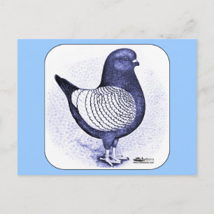 Modena Argent Pigeon Vykort