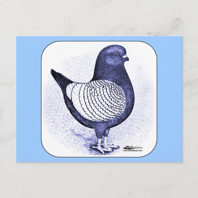 Modena Argent Pigeon Vykort (Framsida)