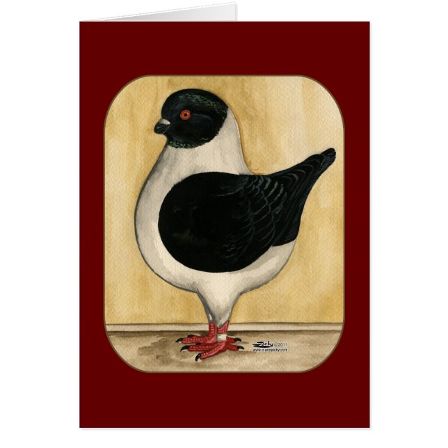 Modena Black Gazzi Pigeon OBS Kort (Framsidan)