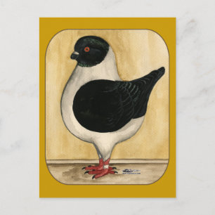 Modena Black Gazzi Pigeon Vykort
