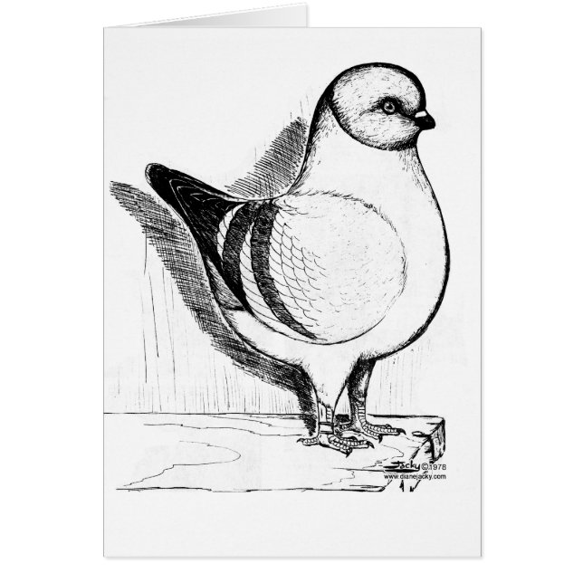 Modena Gazzi Pigeon 1978 OBS Kort (Framsidan)