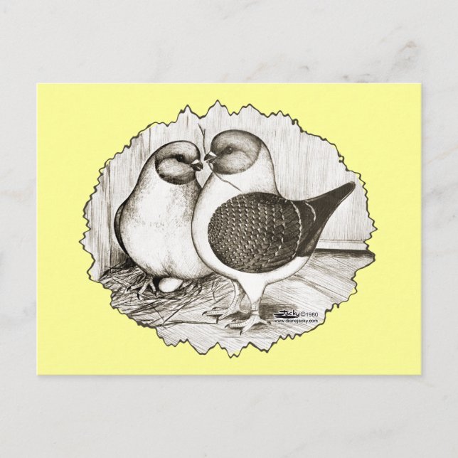 Modena Gazzi Pigeons Vykort (Framsida)